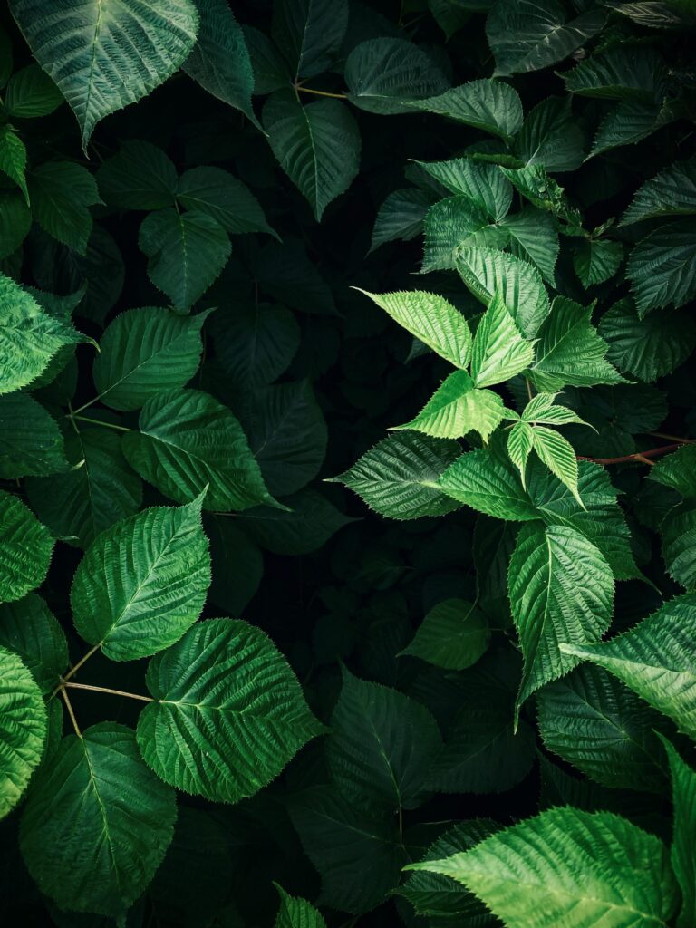 A vibrant display of green leaves basking in natural light, showcasing texture and vitality.